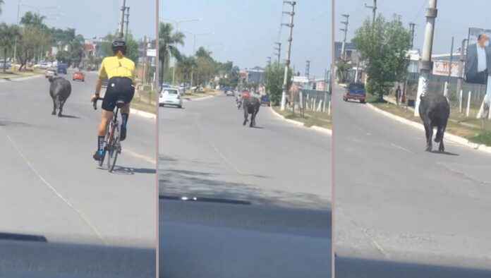 al-trote-toro-fue-captado-cuando-se-movia-avenida-peron-al-200-913346-104405