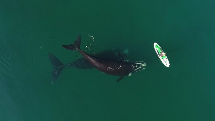 ballena2
