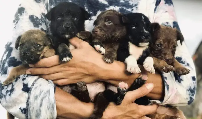 cachorros