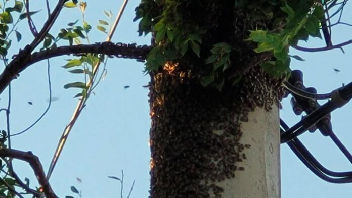 enjambre-abejas-cordoba