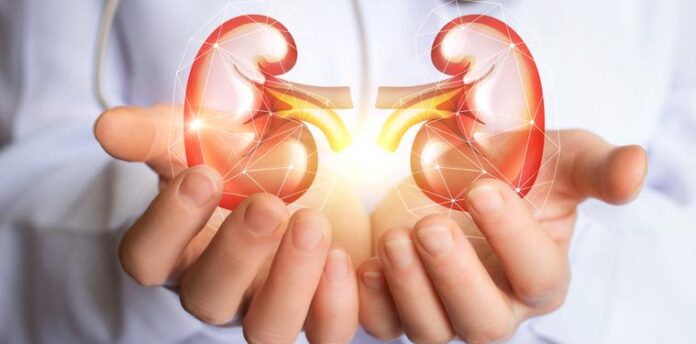 Doctor supports kidneys healthy concept design .