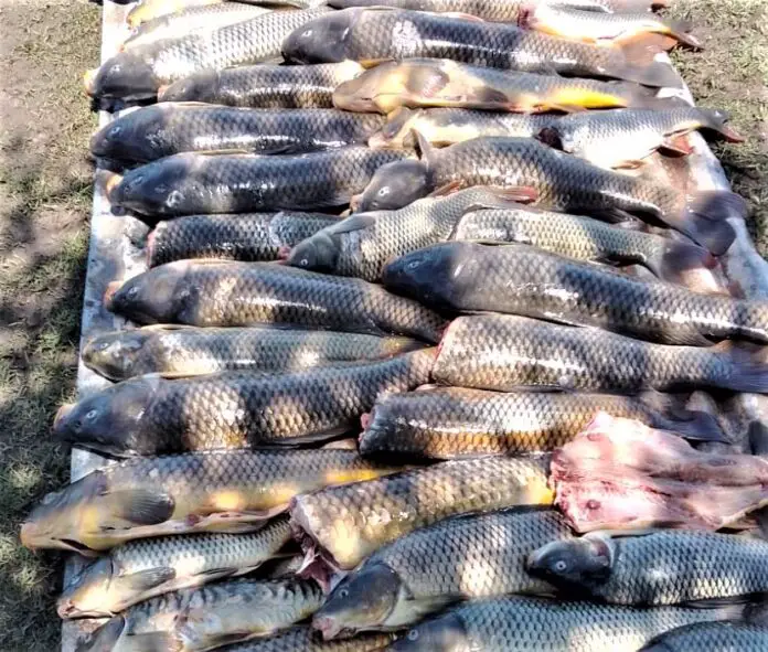 carpásmuertas