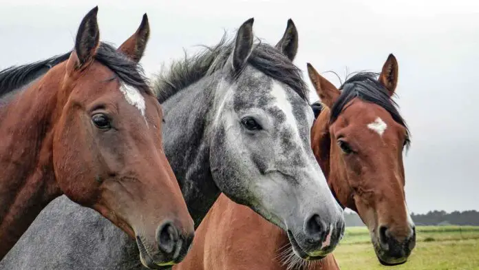 curiosidades-animales-caballos_490711329_152100912_1706x960