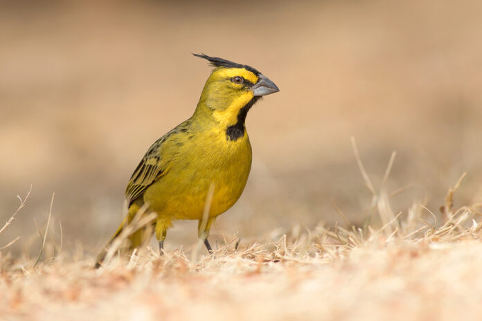 cardenal_amarillo