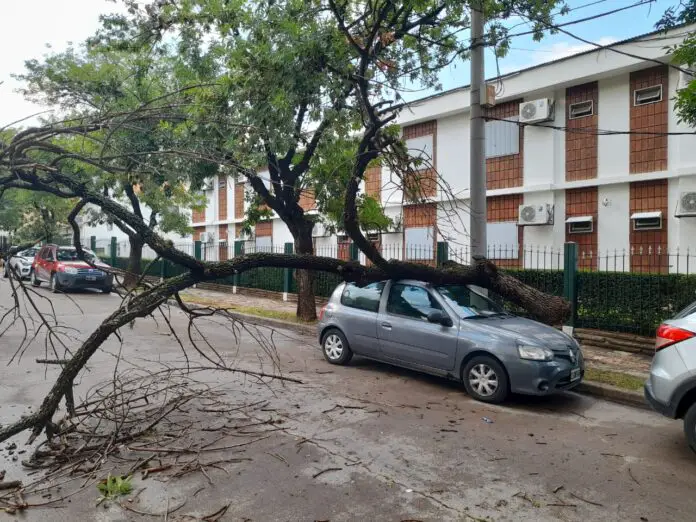 cayó sobre auto