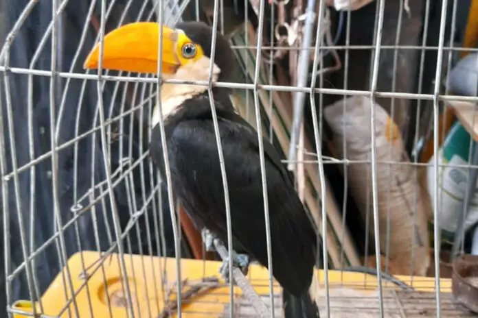 tucan