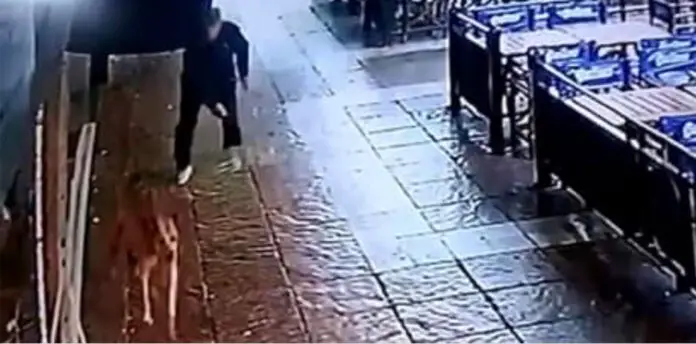 agresor de perro