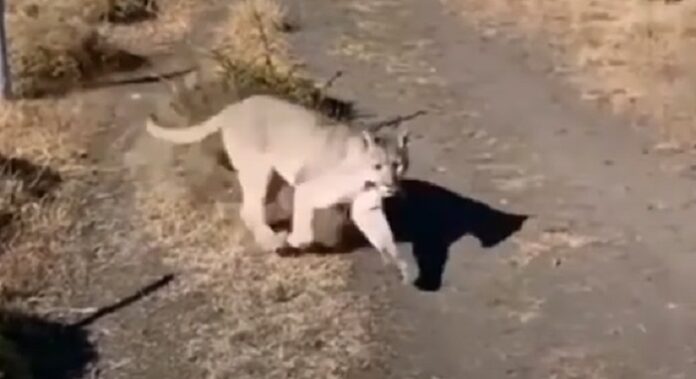 encuentro turista puma