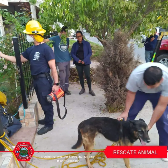 perrorescate2