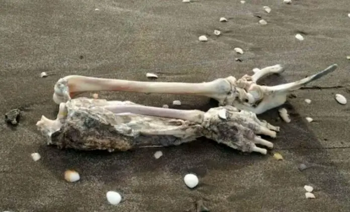 Los restos humanos encontrados en Mar de Ajó