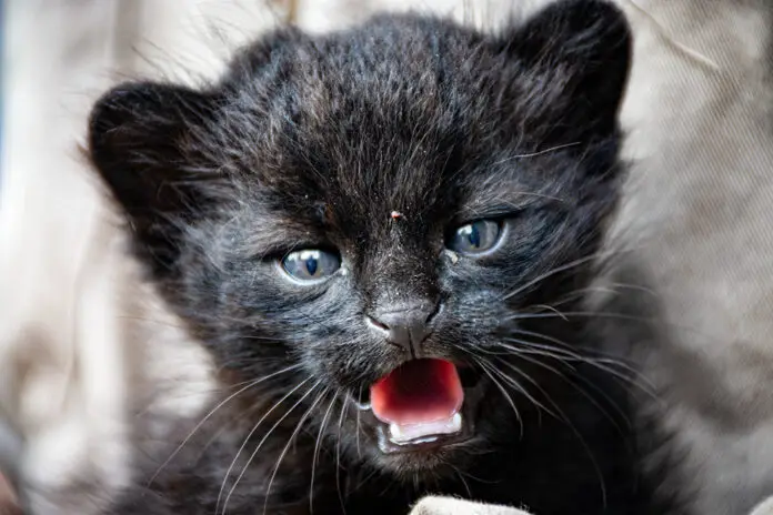 gato montes