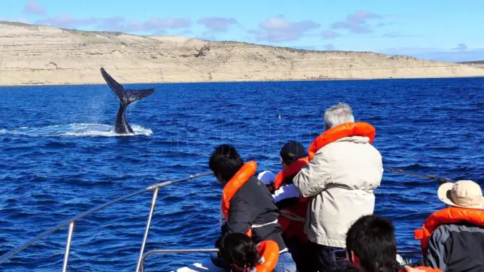 ballenasmadryn