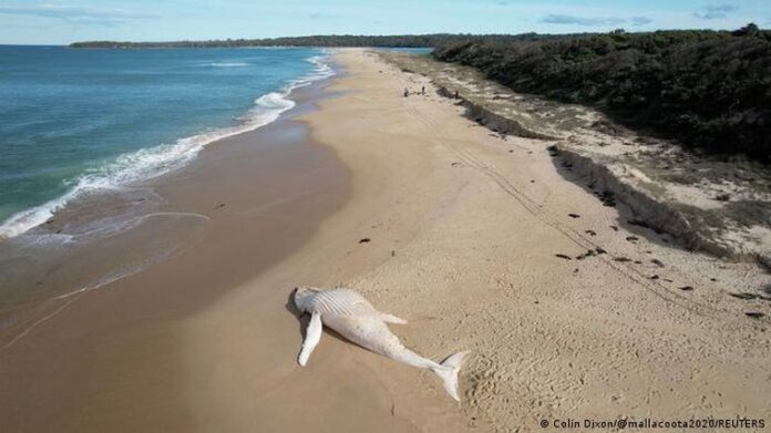 ballena Albina