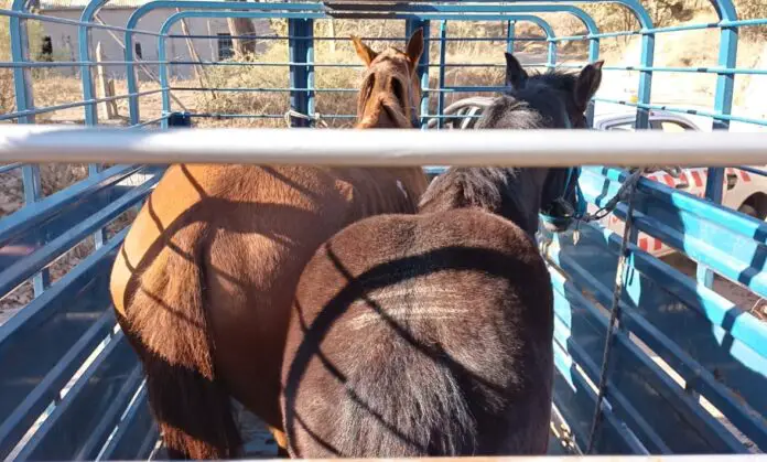 caballos robados
