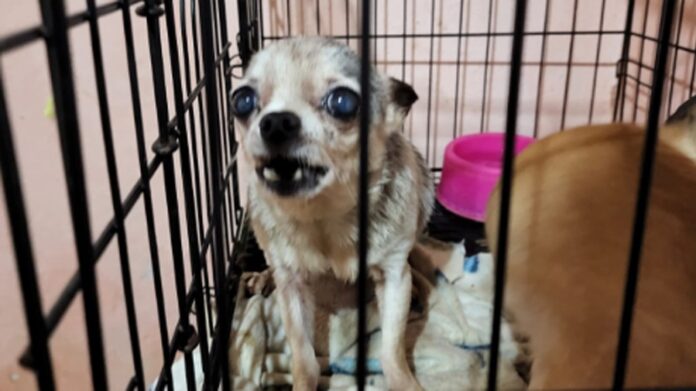 chihuahua