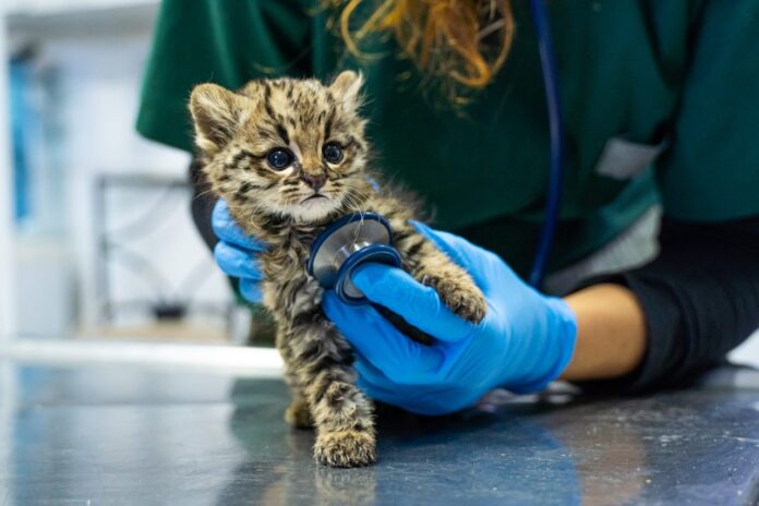 hospital de animales 2