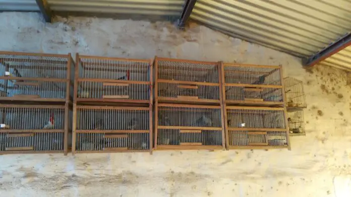 CORDOBA-AVES SILVESTRES-ALLANAMIENTO (3)