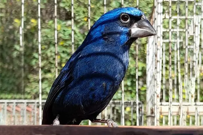 aves carlos paz