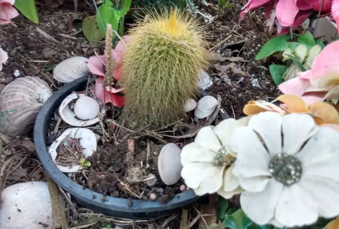 cactus