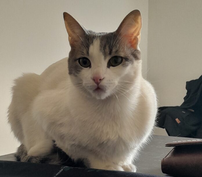 gato2020202