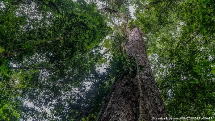 El árbol más alto de la Amazonia
