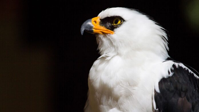 aguila viuda