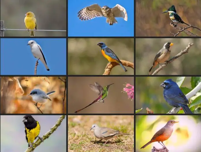 aves 2
