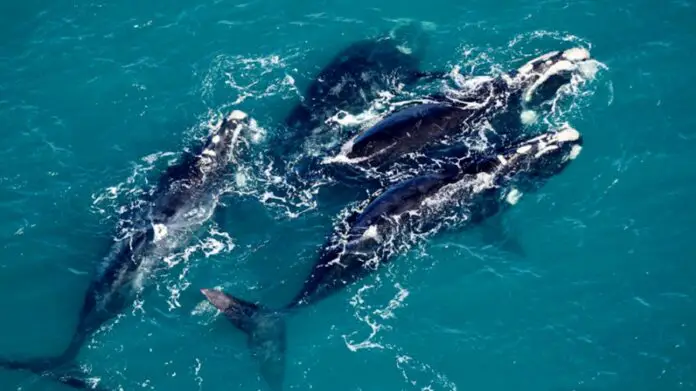 ballena