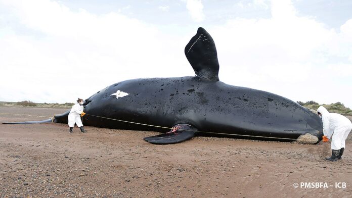 ballena icb