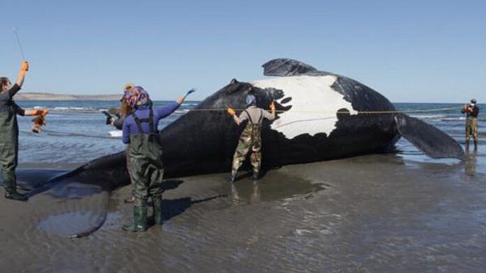 ballenas