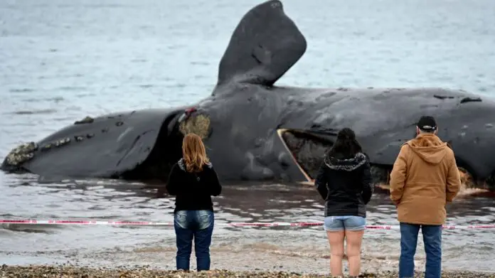 ballenas muertas
