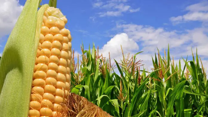 Ear of corn against a field under clouds