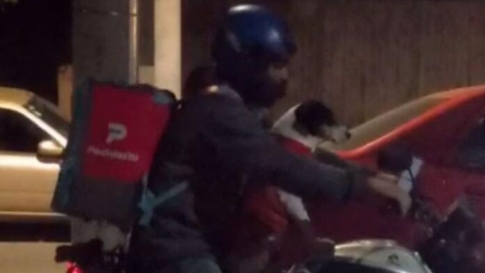 perro-delivety-repartidor-cordoba-video