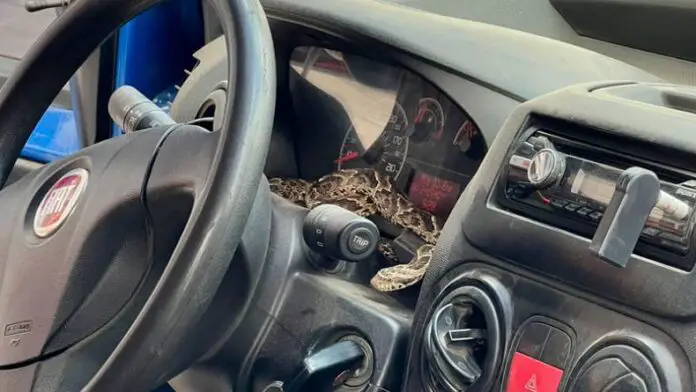 serpiente auto