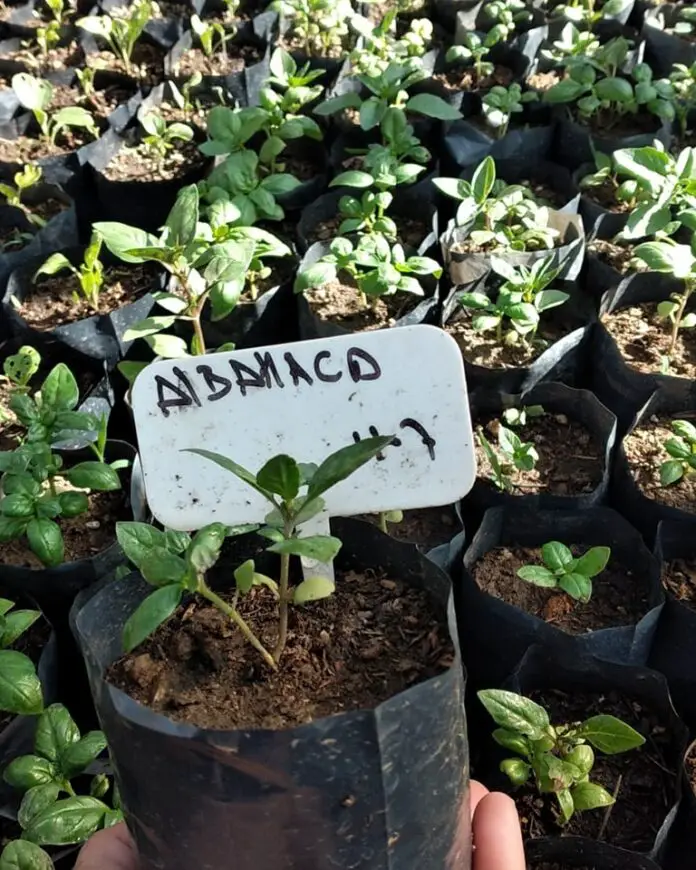 plantas111