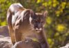 La proliferación de pumas jaquea a la producción de chacras en Buenos Aires y enciende la alarma por la seguridad