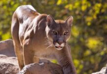 La proliferación de pumas jaquea a la producción de chacras en Buenos Aires y enciende la alarma por la seguridad