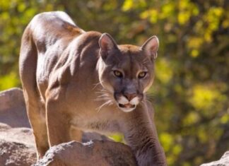 La proliferación de pumas jaquea a la producción de chacras en Buenos Aires y enciende la alarma por la seguridad