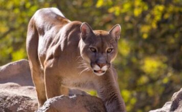 La proliferación de pumas jaquea a la producción de chacras en Buenos Aires y enciende la alarma por la seguridad