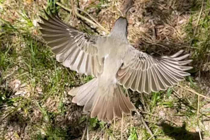 dia mundial de las aves