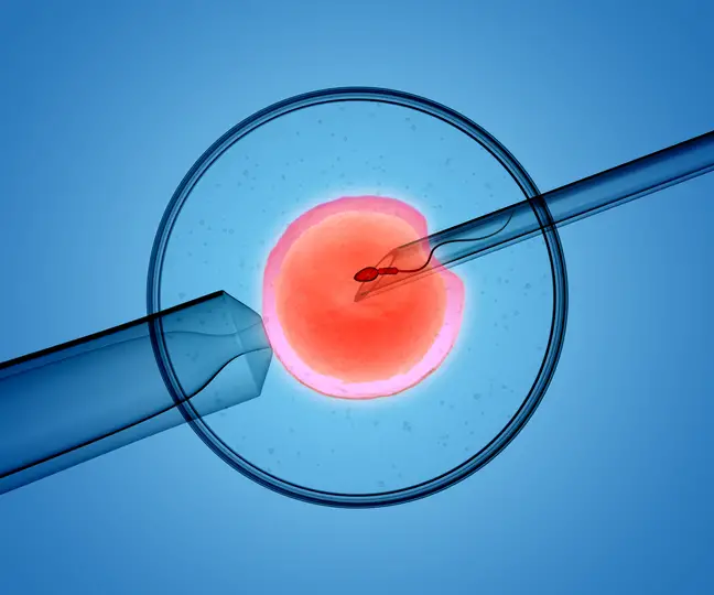fecundación in vitro