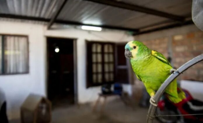 loros-20230129-1500063