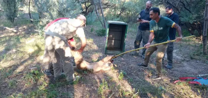 puma atrapado