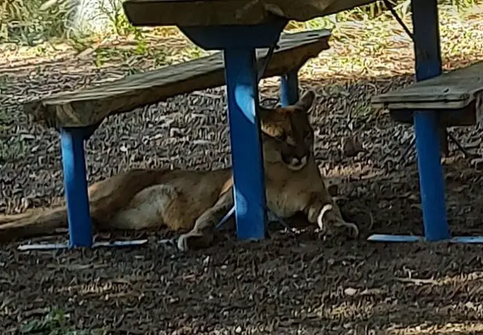 puma suelto