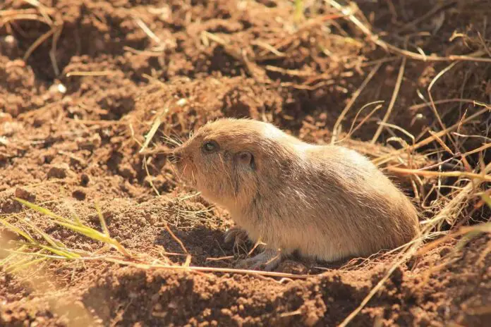 tucotucoq1