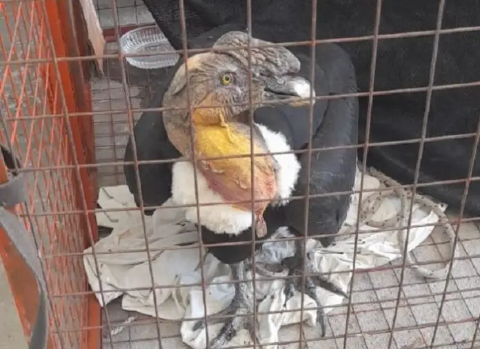 rescate condor
