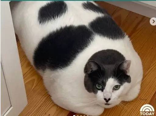 gatogordito