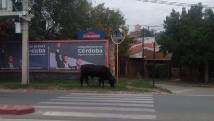toro-suelto-recta-martinolli