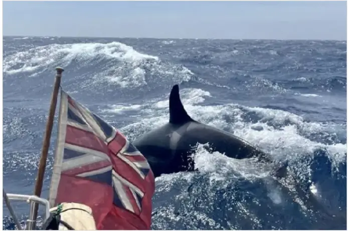 gladis contra los ingleses