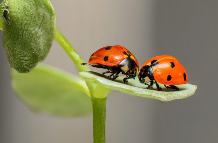 insectos-caracteristicas-generales-clasificacion-1536x1014